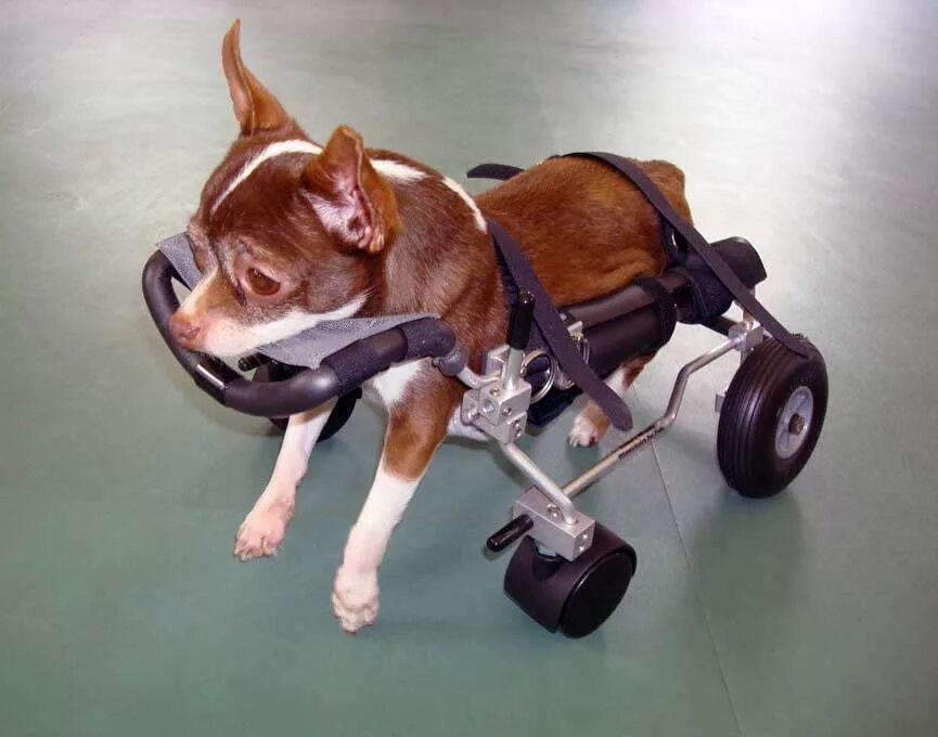 Коляска Квадро для собак инвалидная. Инвалидные коляски Dog wheelchairs. Коляска для парализованных собак. Тележка для собаки инвалида.