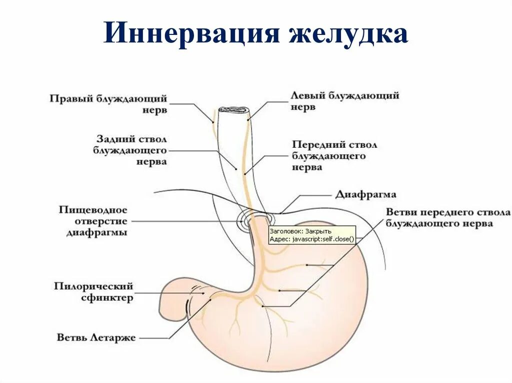 Кровоснабжение желудка анатомия схема. Иннервация желудка схема анатомия. Иннервация малой кривизны желудка. Кровоснабжение ЖКТ схема.