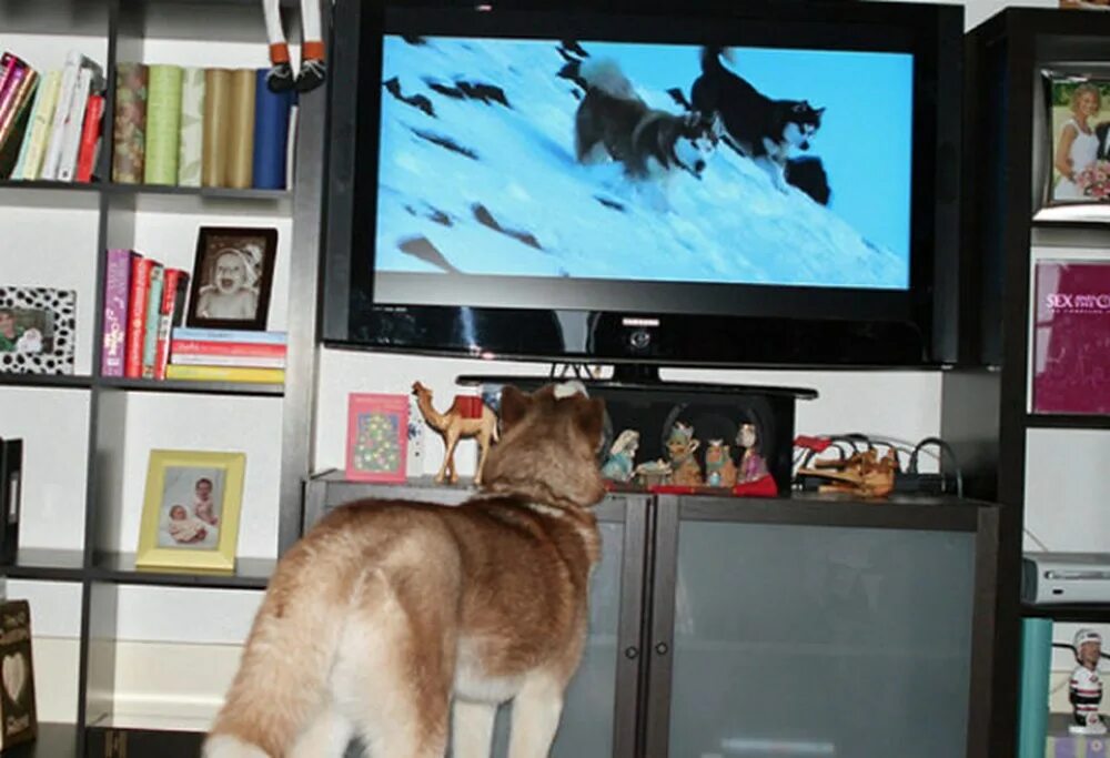 Включи на телевизоре животных. Животные и телевизор. Домашние животные телевизор. Собака и телевизор. Про животных по телевизору.