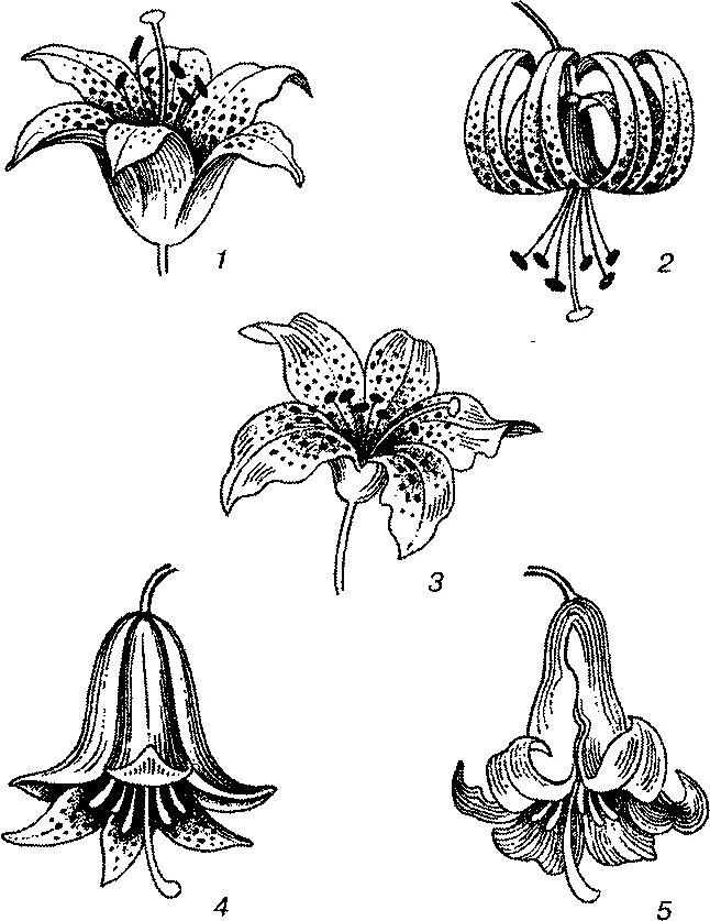 Трубчатый тип цветка. Лилия кудреватая формула цветка. Лилия кудреватая диаграмма цветка. Лилия кудреватая строение. Лилия саранка строение.