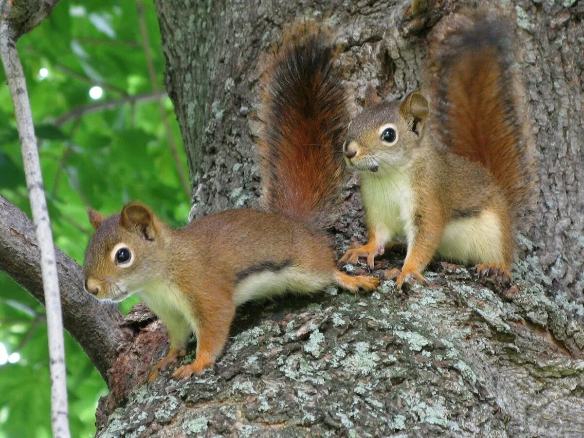 На сосне мы увидели бельчонка зверек. Красная белка (Tamiasciurus hudsonicus). Белка Бельчонок бельчата. Обыкновенная белка с бельчатами. Белки с бельчатами.