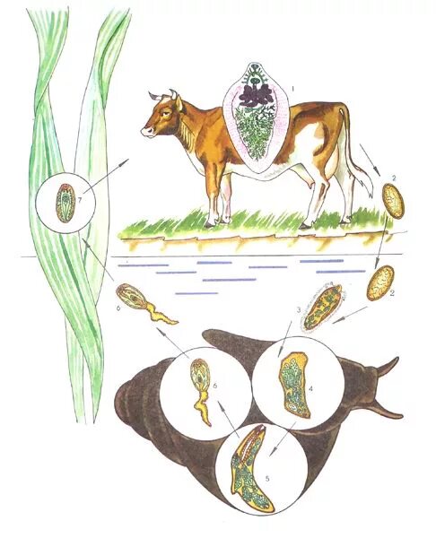 Жизненный цикл печеночного сосальщика. Цикл развития печеночного сосальщика рисунок. Цикл печеночного сосальщика биология. Цикл развития печеночного сосальщика.