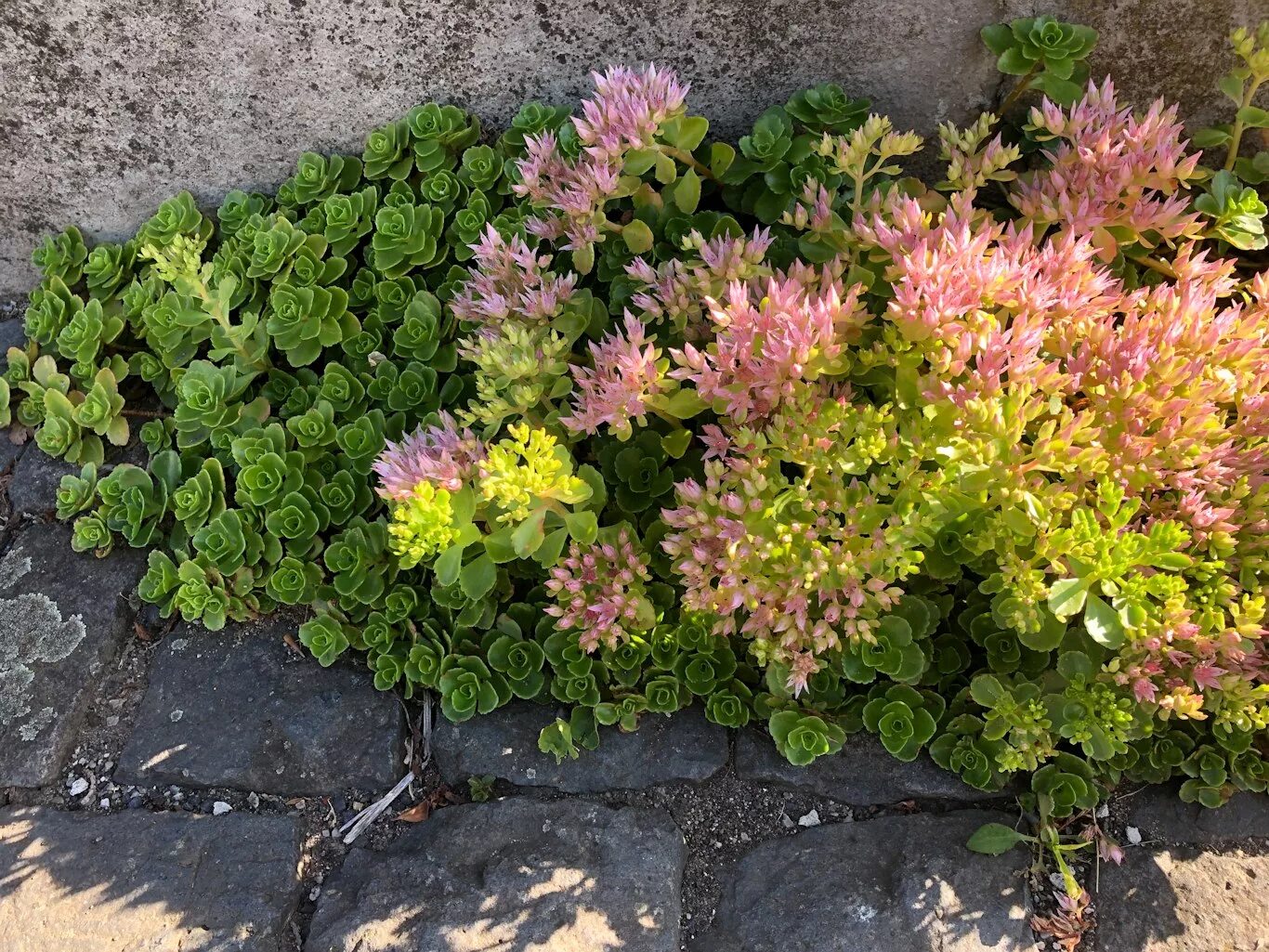 Очиток ложный фулдаглут. Очиток ложный (sedum spurium `roseum`). Седум fuldaglut. Очиток ложный розеум. Очиток bertram anderson.