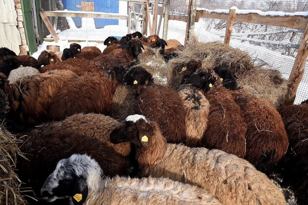 Купить алтайских овец. Горноалтайская порода овец. Алтайская овца. Баран Алтайской породы. Овцеводство в Алтайском крае.