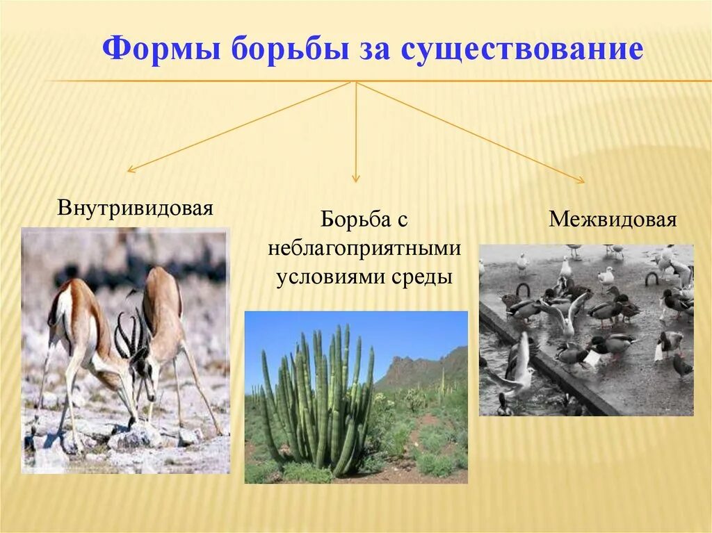 Борьба за существование может быть. Естественный отбор внутривидовая борьба. борьба за существование. борба за существование. борьба за существование и естественный отбор.