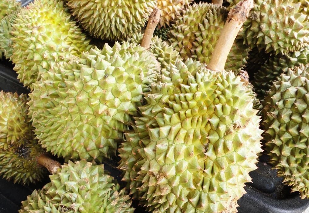 Дуриан цибетиновый. Дуриан (или дурьян). Кивано тыквенные. Кивано/рогатая дыня. Фрукт с шипами как называется.