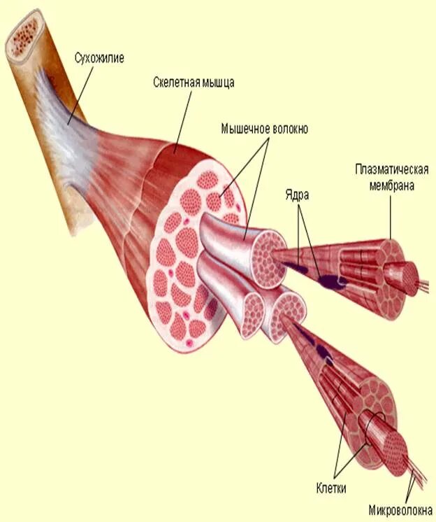 Какое строение мышцы. Строение мышцы. строение мышечного волокна. типы скелетных мышечных волокон. строение матки мышечные волокна. строение белых мышечных волокон.