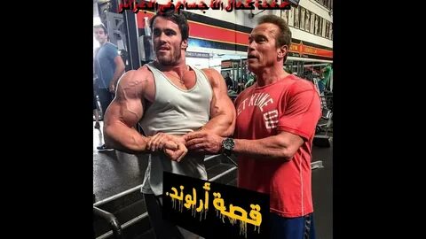 Сравнение шварценеггера