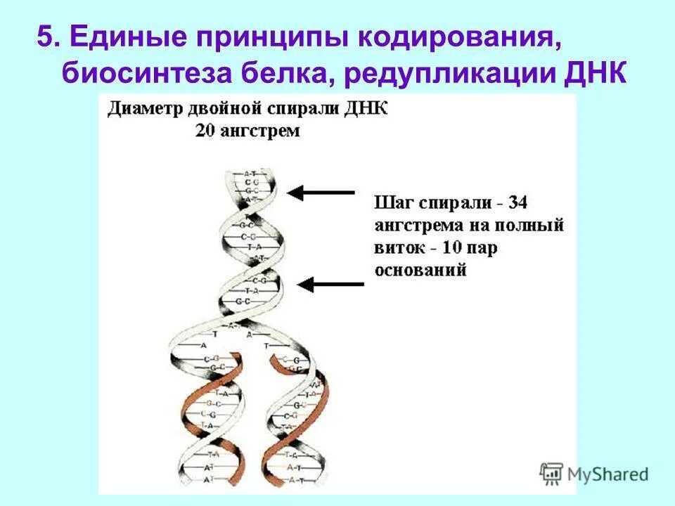 В какой последовательности происходит редупликация днк. Процесс редупликации днк схема. В какой последовательности происходит редупликация днк. Репликация днк днк геликаза. Редупликация днк последовательность.