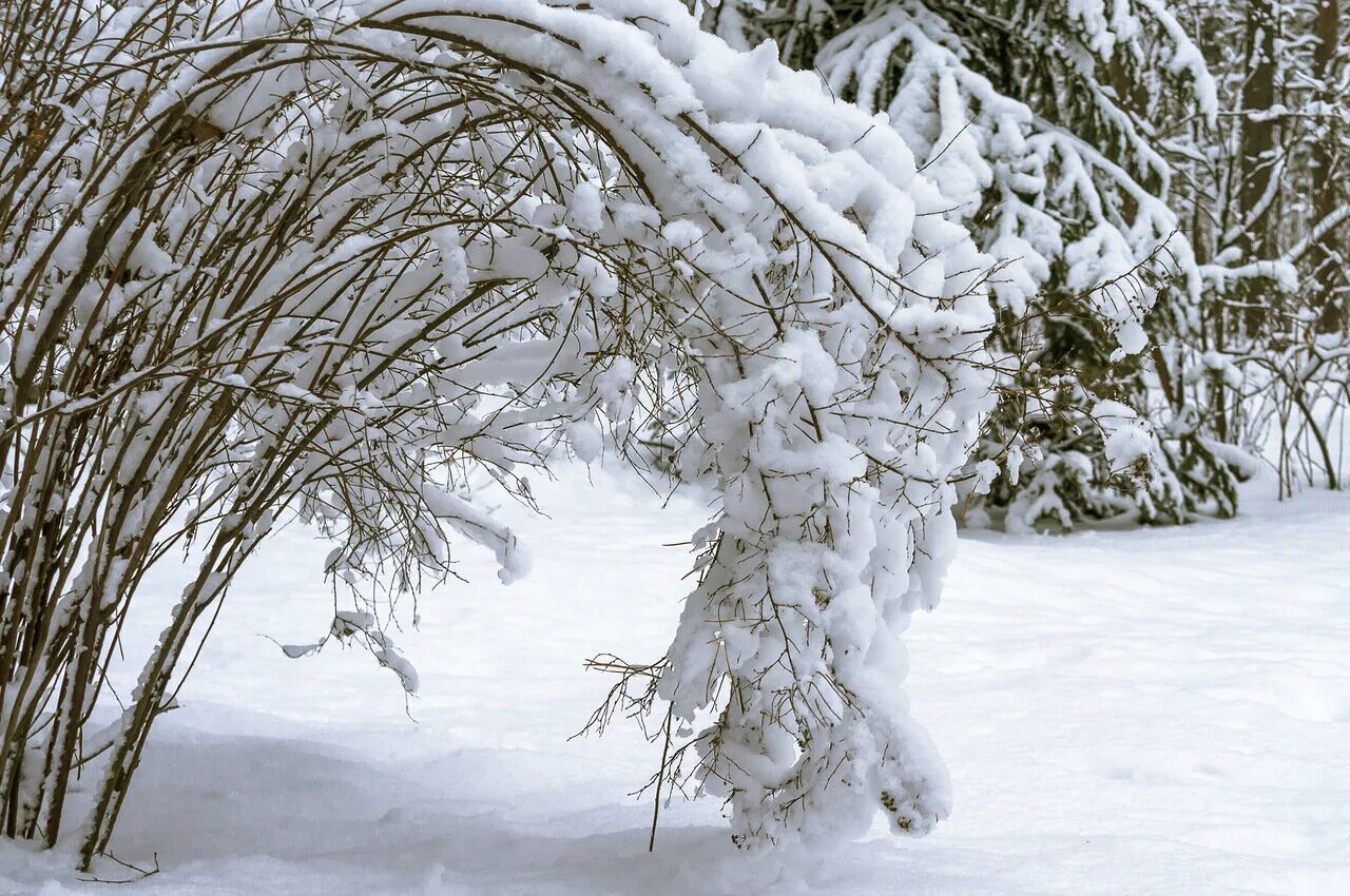 арки из заснеженных деревьев. арки из заснеженных деревьев. зимняя береза. снежная арка. согнутое дерево под снегом.
