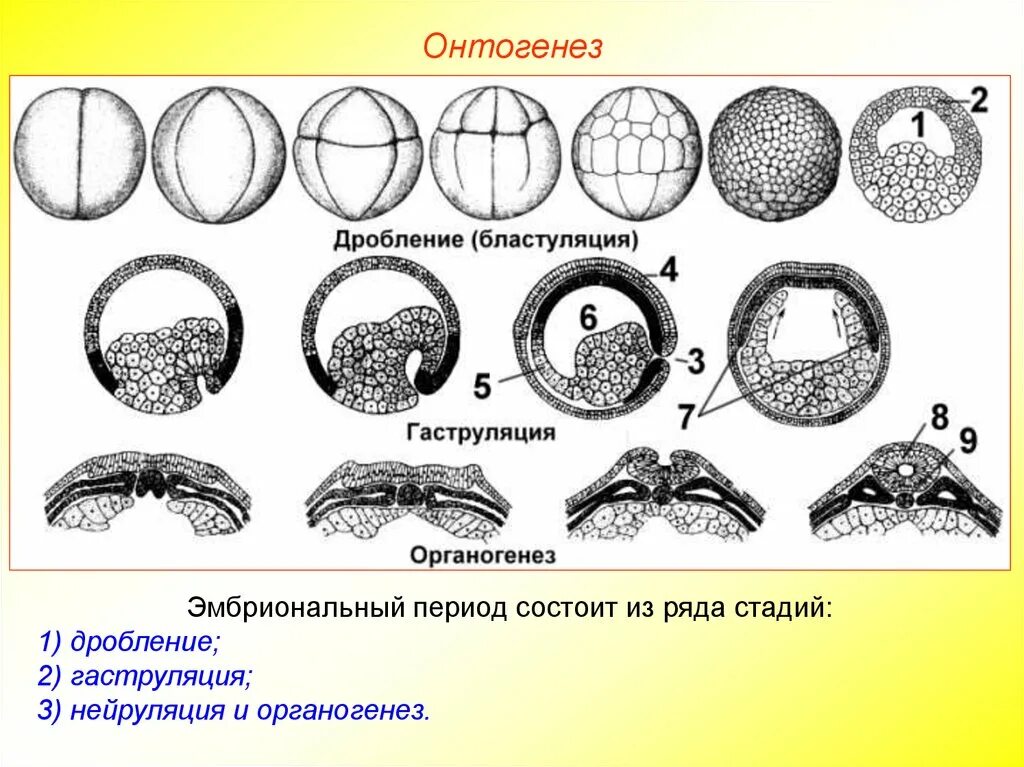 Онтогенез 2 стадия. Этапы эмбрионального развития дробление гаструляция нейрула. Дробление зиготы ланцетника рисунок. Этапы эмбриогенеза органогенез. Этапы эмбрионального развития зигота.