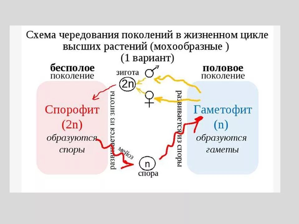 Чередование поколений происходит. Жизненные циклы споровых растений чередование поколений. Чередование поколений у высших растений. Чередование поколений схема. Схема чередования поколений в жизненном цикле высших растений.