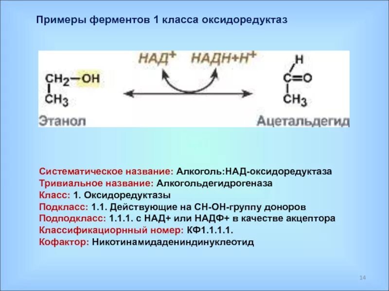 1 класс ферментов. Реакции ферментов. Реакции с участием ферментов. Общая схема действия ферментов. Оксидазы катализируют реакции.