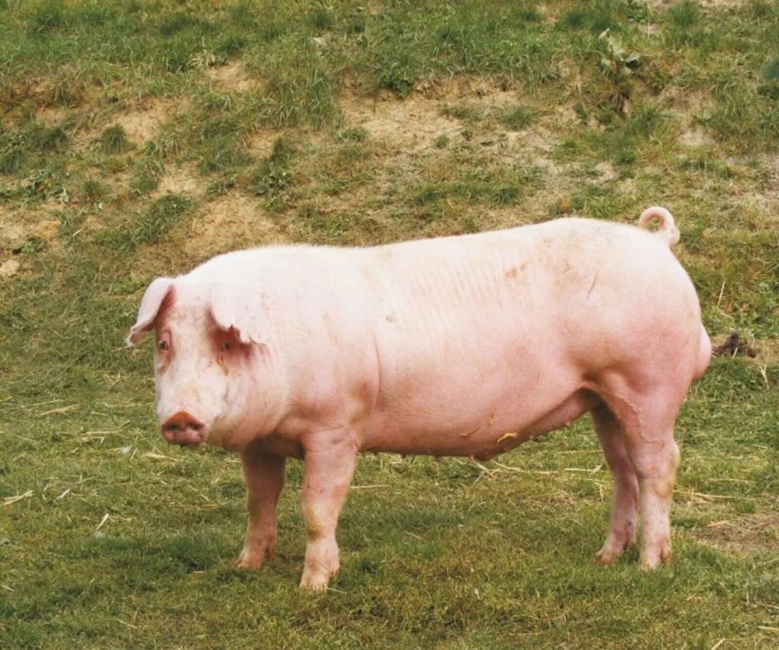 Хряк ландрас. Ландрас (порода свиней). Беконная порода свиней ландрас. Свиньи датский ландрас.