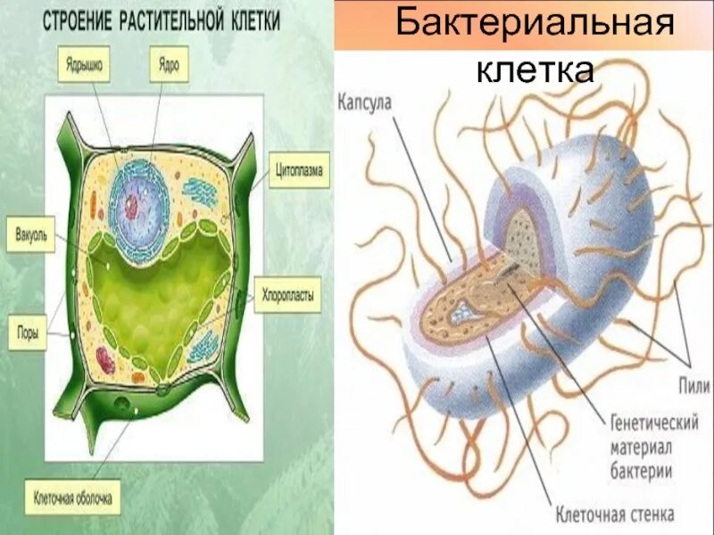 Бактерия растения строение. Бактериальная и растительная клетка. Клетка бактерии и растения. Строение бактерии. Сходство и различие бактерий и растений