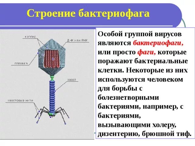 Наследственный аппарат бактериофага. Строение вируса бактериофага. Вирус бактериофаг вирус уничтожающий бактерии. Бактериофаг царство. Бактериофаг функции структур.