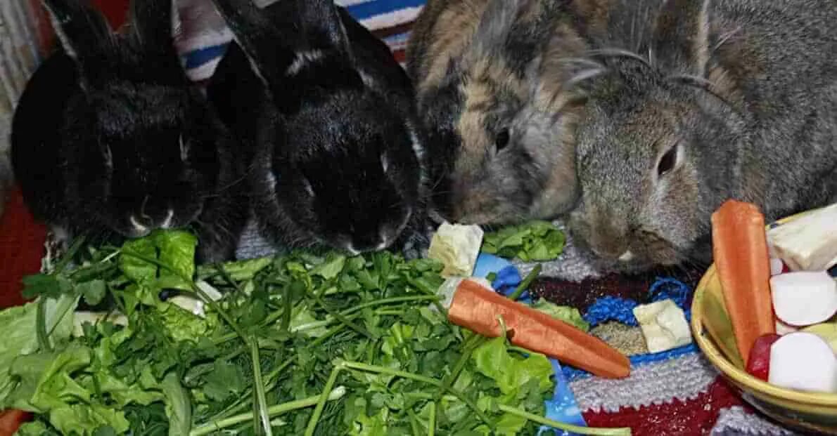 Можно давать кроликам свеклу. Кролик с овощами. Кормление кроликов. Кролики едят семечки. Кролик ест помидор.