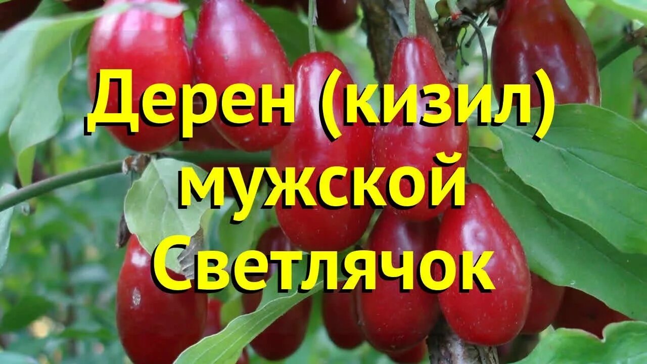 Кизил светлячок. Кизил Светлячок дерево. Кизил Светлячок описание. Кизил Светлячок описание сорта.