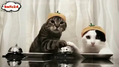 Коты 2022 года