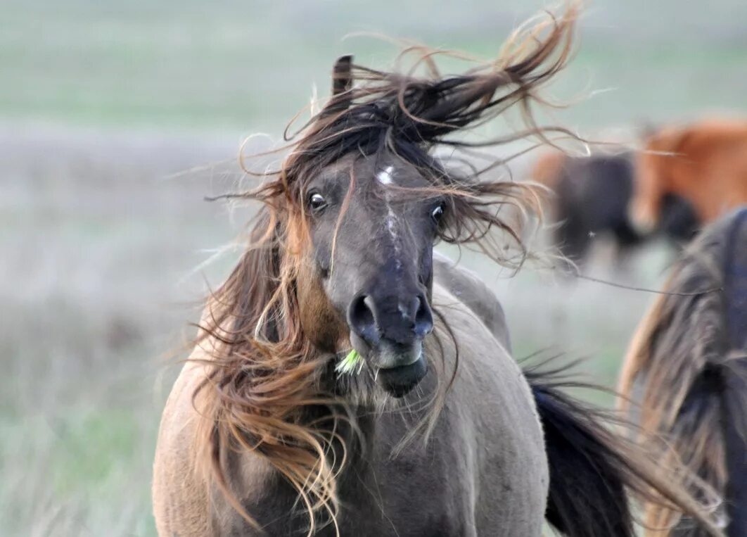 злая лошадь. голова коня. злой конь. агрессивный конь. лошадь злится.