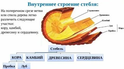 Внутреннее строение дерева таблица