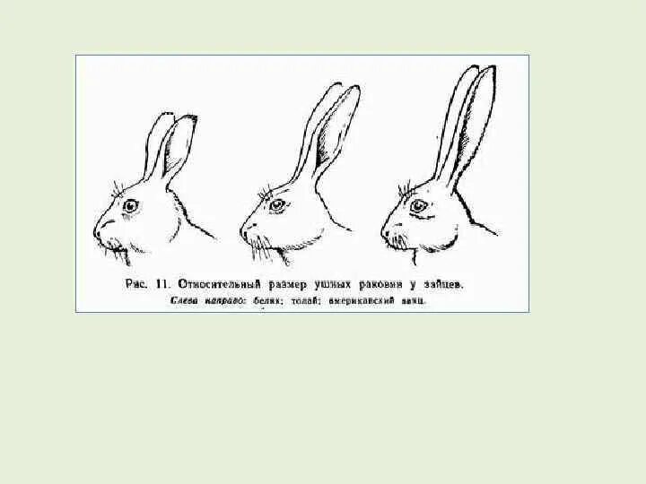 У зайца русака глаза. Длина ушей зайца русака. Строение ушей зайца беляка. Стабилизирующий отбор заяц уши. Размеры ушных раковин у Зайцев-Русаков.