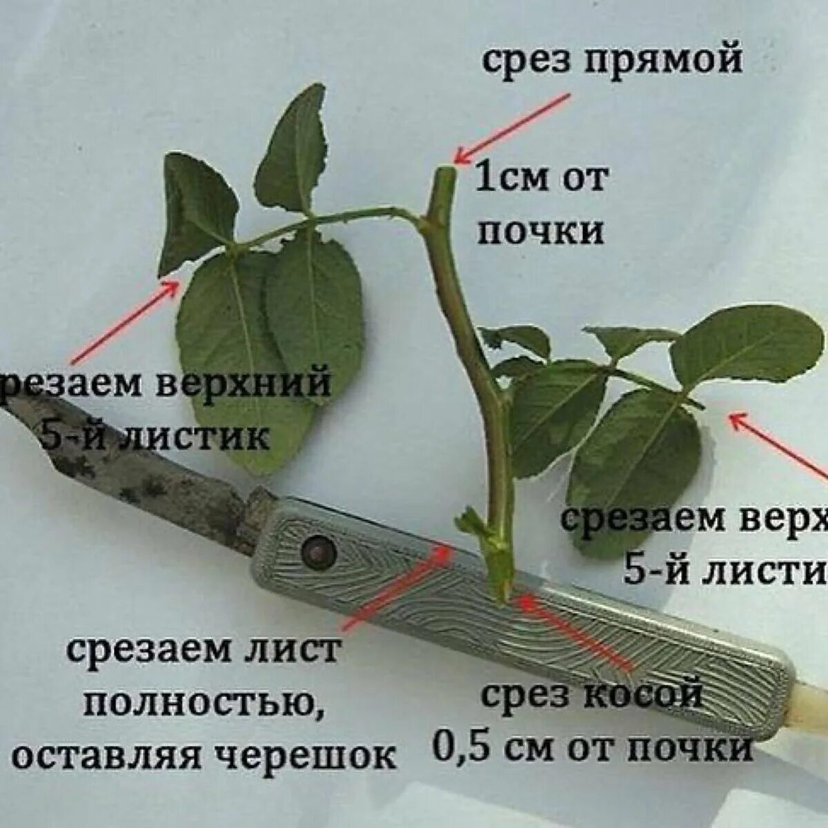 Правильно обрезать черенок розы. Размножение роз черенкованием. Как правильно обрезать розу на черенок. Размножение роз черенками летом. Как из розы вырастить куст