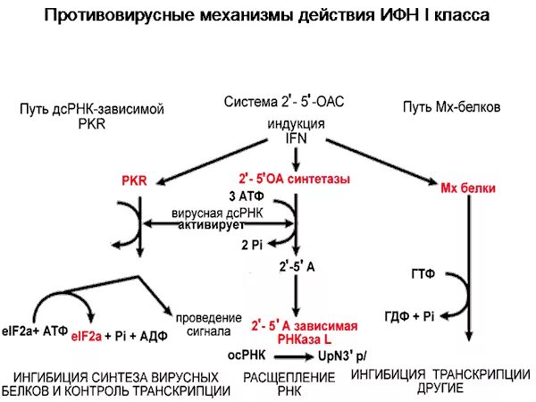 Выработка интерферонов. Механизм противовирусного действия интерферона. Противовирусный эффект интерферонов схема. Противовирусное действие интерферонов схема. Схема противовирусного действия интерферона Альфа.