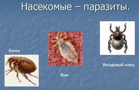 Среда жизни паразитов