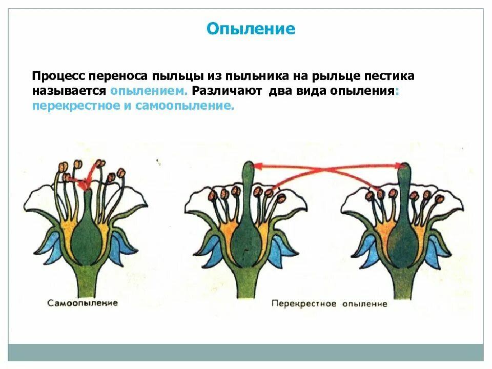 Схема самоопыления хвойные