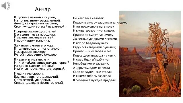 Дерево Анчар Пушкин. Анчар стихотворение Пушкина. Анчар Пушкин стихотворение. Иллюстрации к стихотворению Анчар Пушкин.