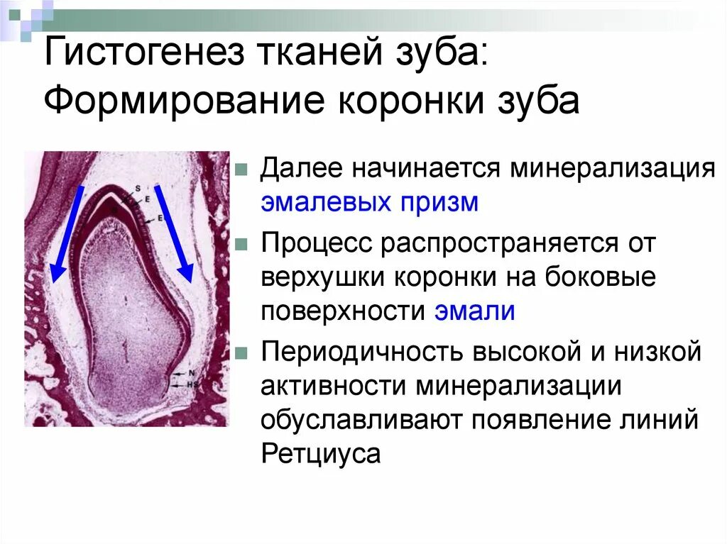 Стадии развития зуба. Зачаток молочного зуба гистология. Гистогенез и развитие зубов. Поздняя стадия развития зуба гистология. Стадия гистогенеза зуба препарат.