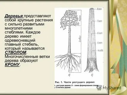 Самый крупный обнаруженный образец цветка