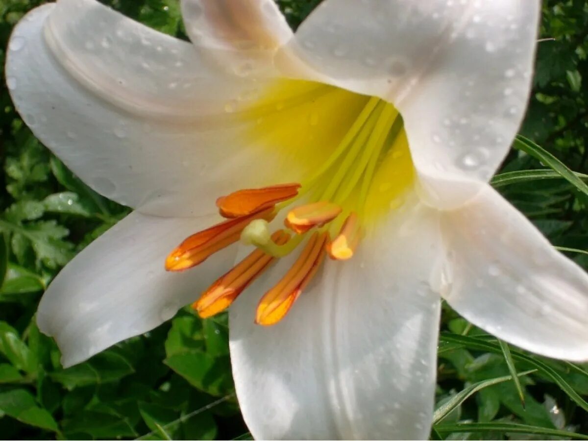 Цветы лилии садовые многолетние. Лилия kent. лилия белая садовая. lilium candidum hybrids. сорт лилии кент.