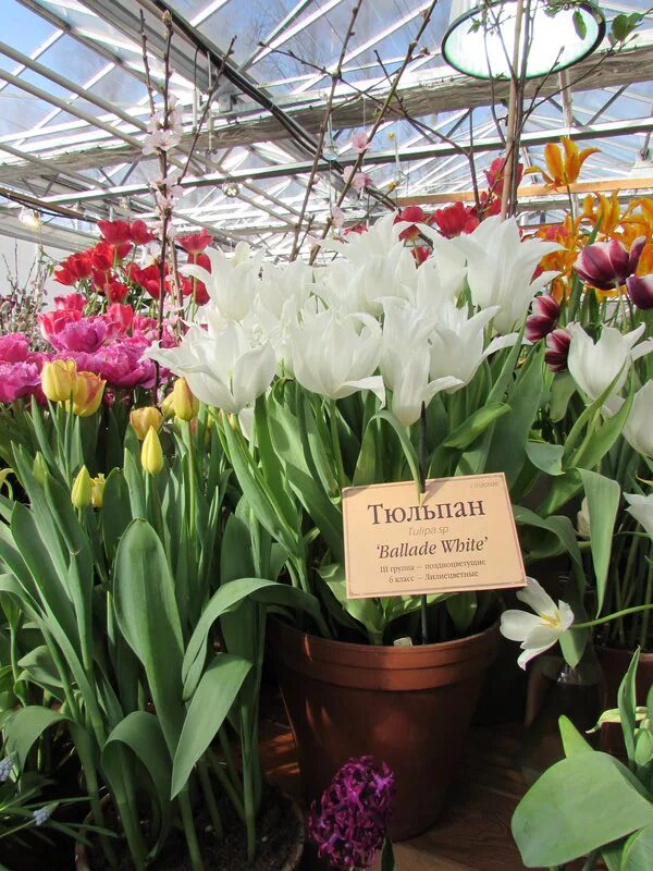 выставка тюльпанов в аптекарском огороде. аптекарский огород тюльпаны 2023. выставка тюльпанов в томске где находится. аптекарский огород москва выставка тюльпанов. аптекарский огород выставка тюльпанов.