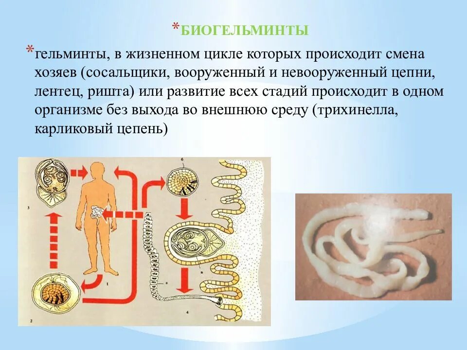 Факторы передачи биогельминтов. Биогельминты механизм заражения. Трихинелла спиралис промежуточный хозяин. Биогельминты механизм заражения. Жизненный цикл биогельминтов схема.