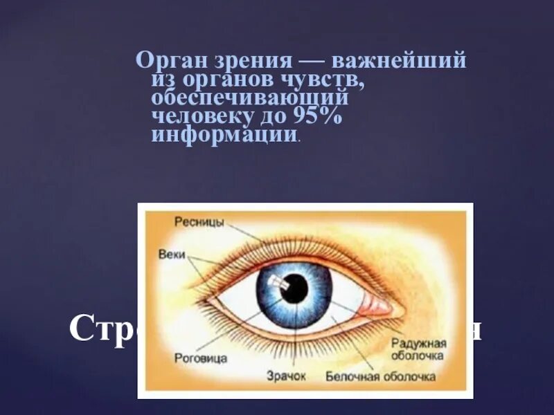 Органы чувств глаза 9 класс. Органы чувств глаза. Органы чувств орган зрения. Орган зрения картинки. Глаз орган.