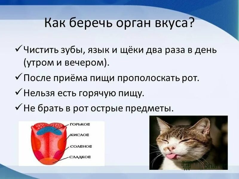 Зачем нужно сохранять язык. Презентация на тему орган чувств язык. Презентация на тему органы вкуса у человека. Гигиена органа чувств языка. Доклад на тему орган вкуса.