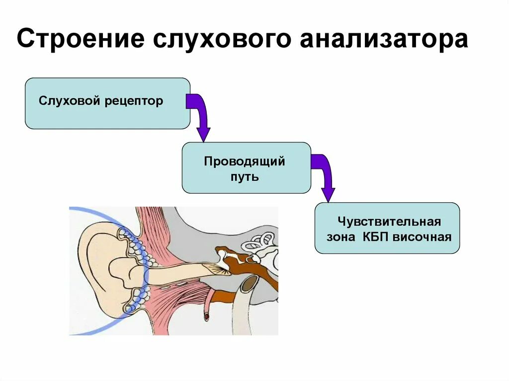 Строение слухового анализатора. Строение слуховоготанализатора. Структура слухового анализатора. Строение анализатора слуха. Понятие слухового анализатора