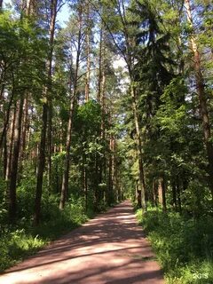 Мещерский парк фото
