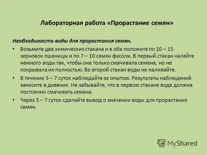 Изучение строения семени фасоли лабораторная. Строение семени фасоли внутреннее и внешнее биология 6 класс. Лабораторная по биологии строение семени фасоли. Вывод изучить внешнее и внутреннее строение семени фасоли. Лабораторная работа по биологии семя фасоли.