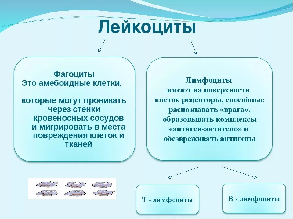 Некоторые лейкоциты называют фагоцитами за