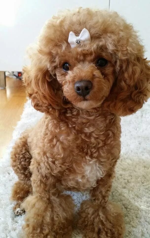 Whether you do it at home or visit a professional dog groomer, one full-body tri