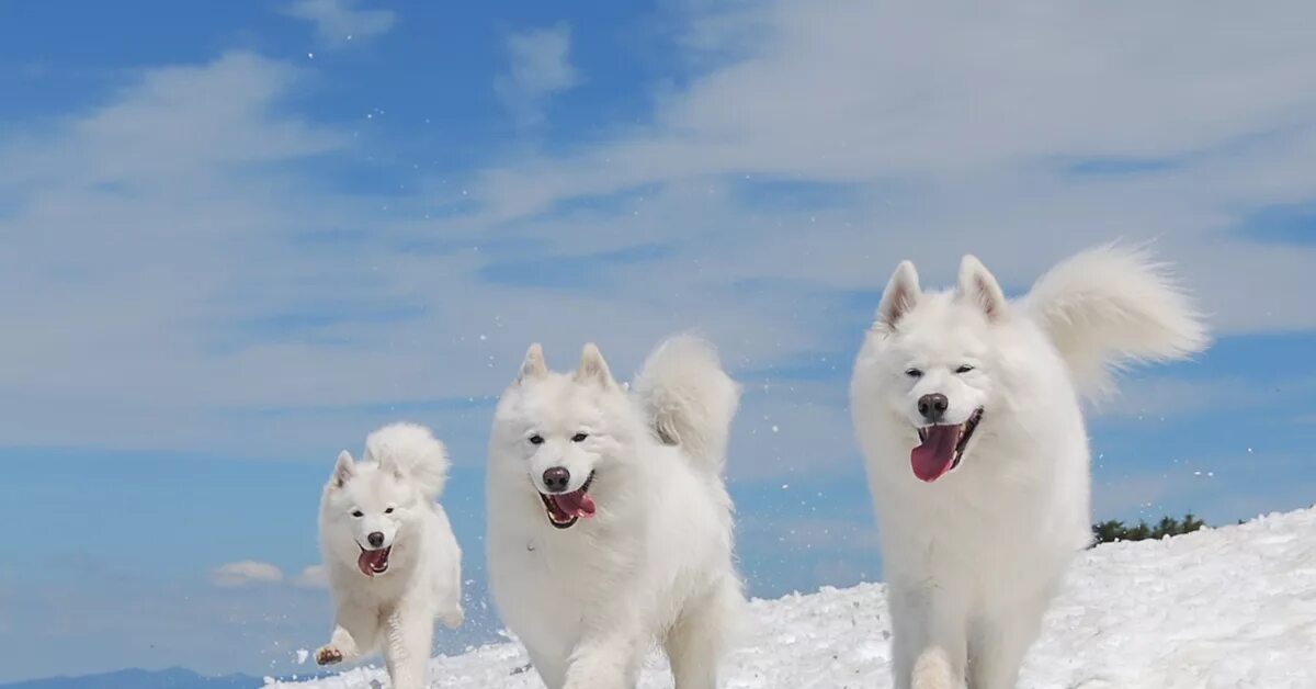 Золотистый ретривер белый. 3 белых собак. Самоедская собака. 3 белых собак. Сибирская лайка самоед.