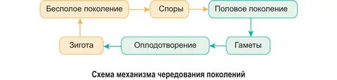Преобладает бесполое поколение