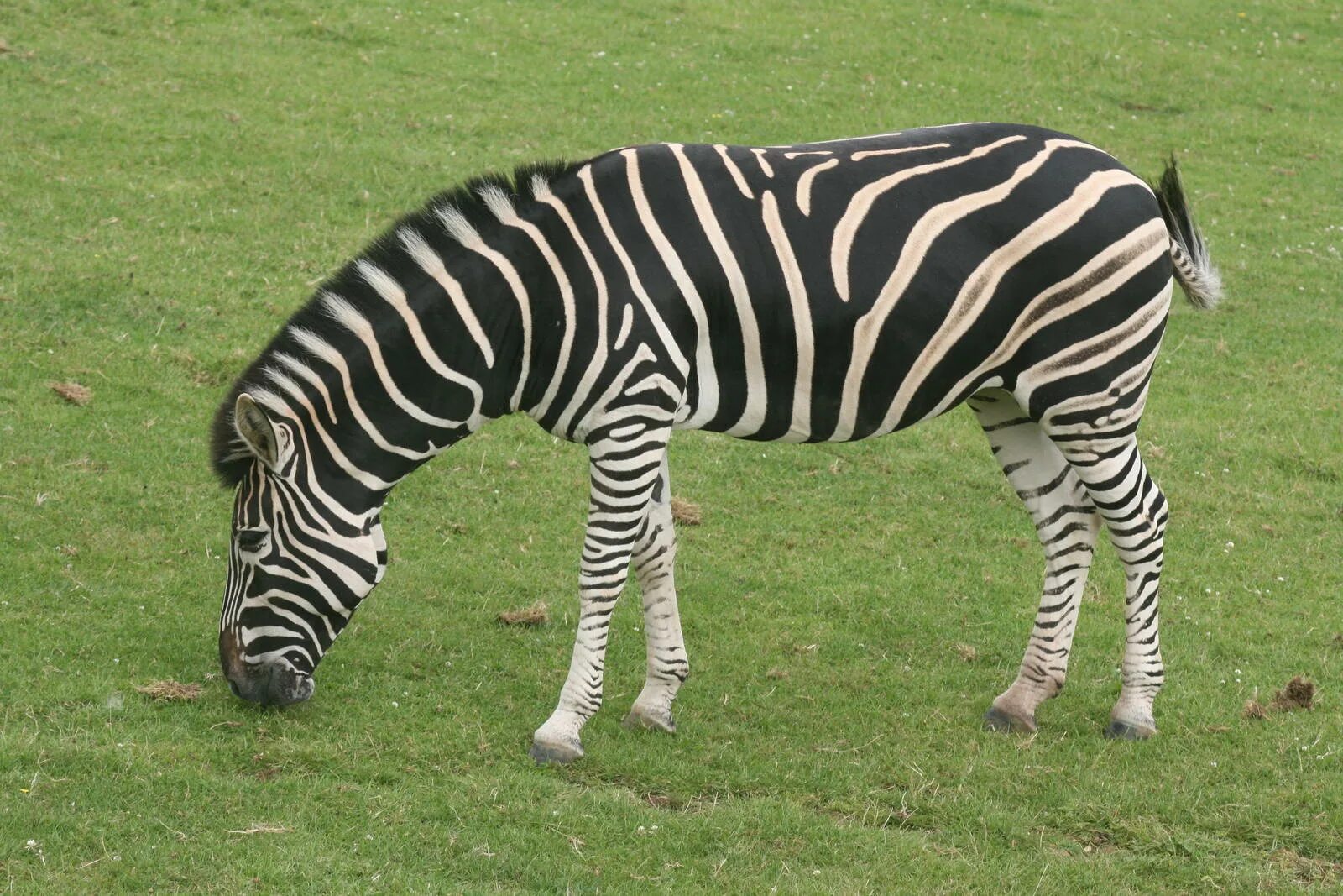 Слон жираф зебра. Жираф и бегемот. Гибрид носорога и бегемота. Zebra קצםחן. Носорог и зебра.