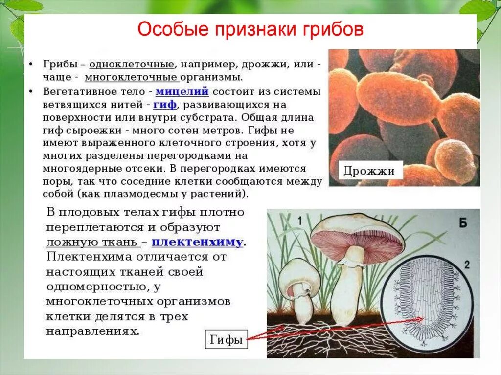 Условия развития грибов. Строение многоклеточных грибов. Многоклеточные организмы грибы. Дрожжи одноклеточные или многоклеточные. У дрожжей многоклеточный мицелий.