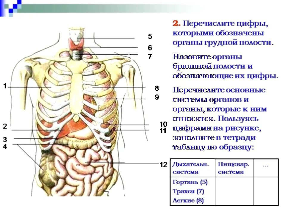 Органы человека с ребрами. Схема человека с внутренними органами сбоку. Строение органов брюшной полости сзади. Расположение органов брюшной полости и грудной клетки. Анатомия органов грудной клетки и брюшной полости.