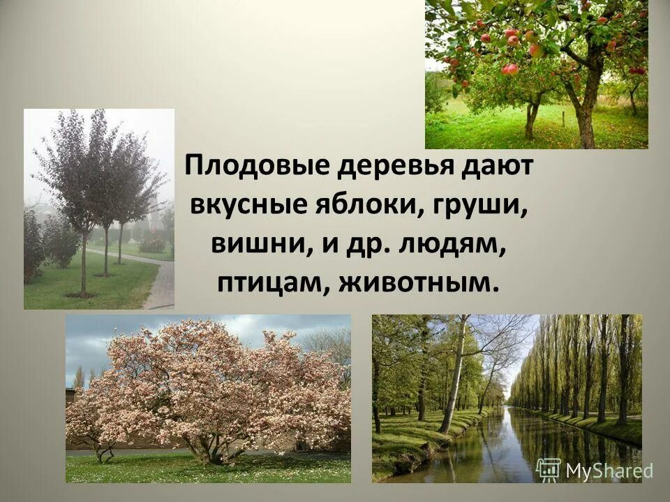Исследовательский проект деревья. Исследовательский проект деревья