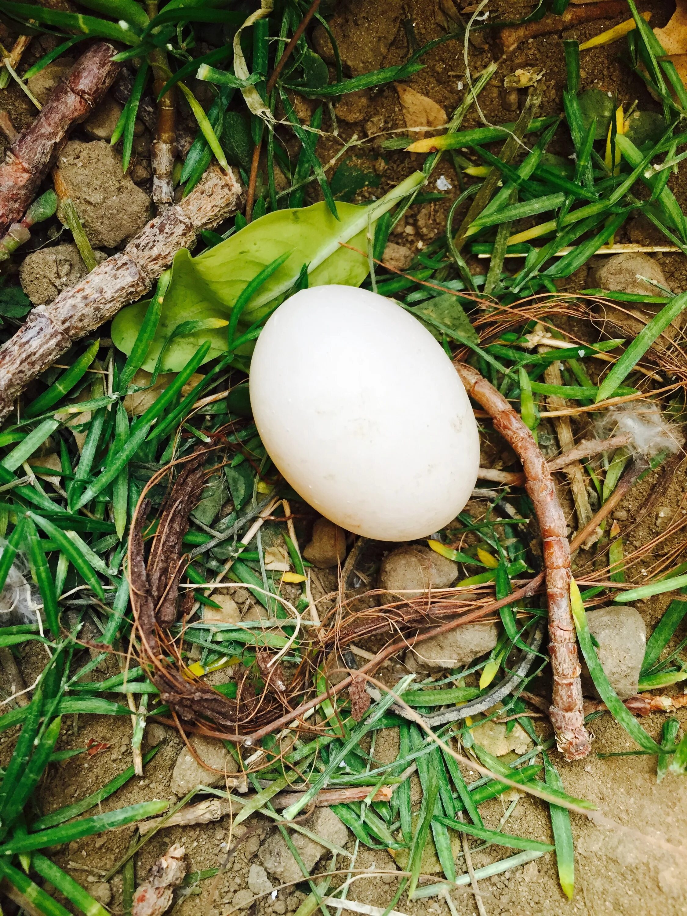 Птичьи яйца. Яйца лесных птиц. Маленькие яйца. Птичьи яйца в гнезде. Bird яйца